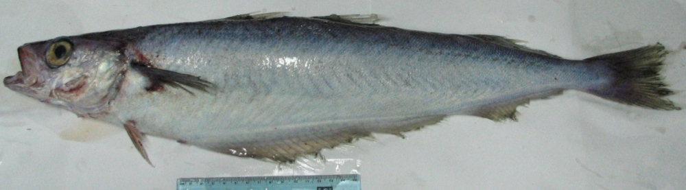 Blue Whiting1