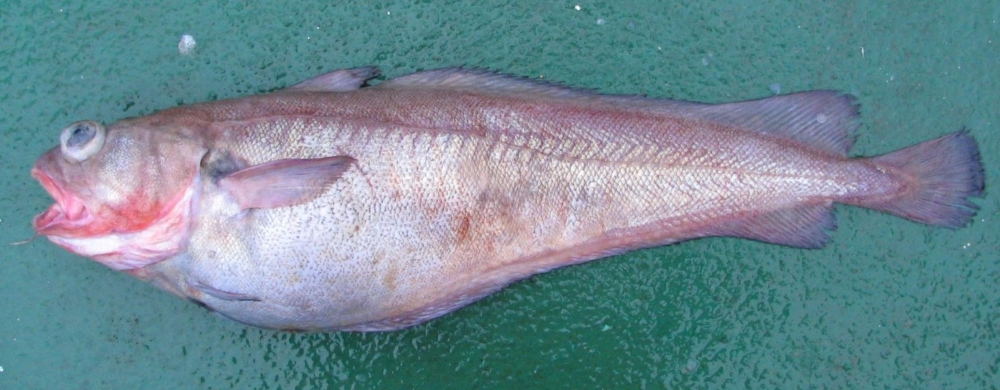 Red cod on sale