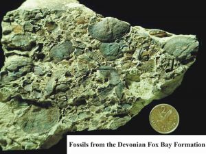 Fig.6. Fossils from the Devonian Fox Bay formation