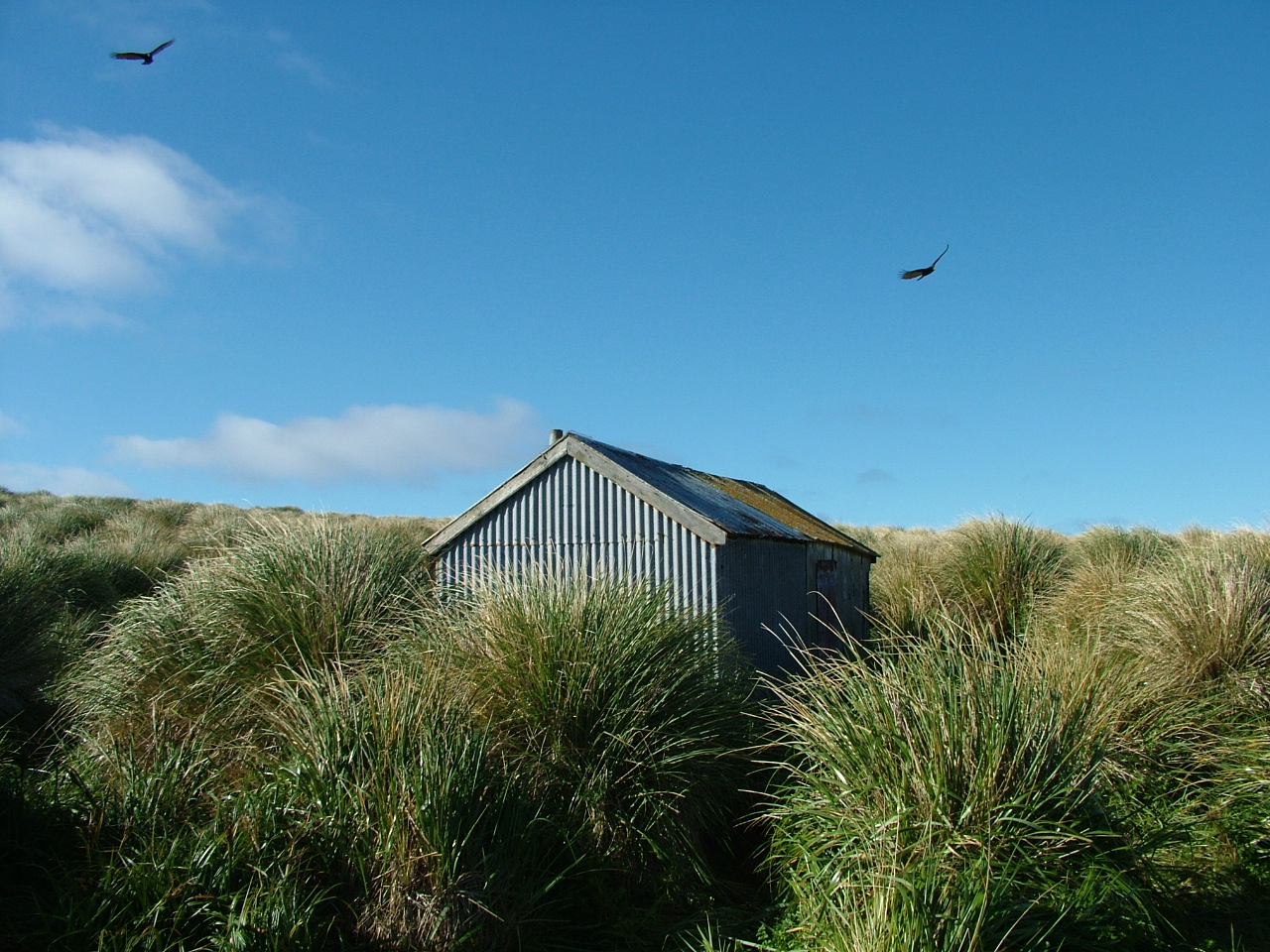 Kidney Island hut